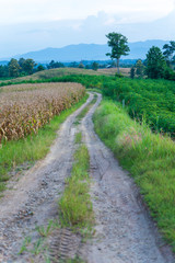 Fototapeta na wymiar The path on the ridge of a rural corn farmer