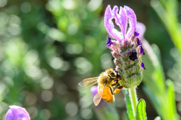 A yellow Honey bee landing on a Lavender flower