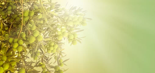 Wandaufkleber Olivenfeld bereit für die Ernte © AlenKadr