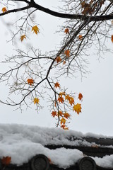 黄色く紅葉した葉に積もった雪です