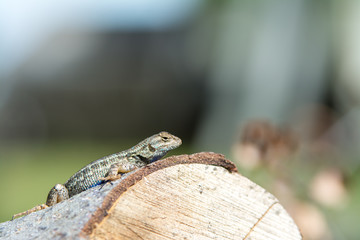 Fence lizard blue belly lizard on a log.
