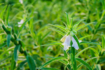 Sesame seed flower on tree in the field, Sesame a tall annual herbaceous plant of tropical