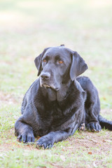Black Labrador retriever dog portrait 