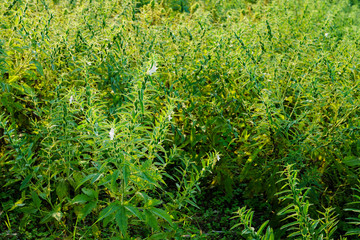 The sesame tree can be harvested.