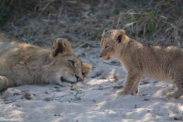 lion cub and mother