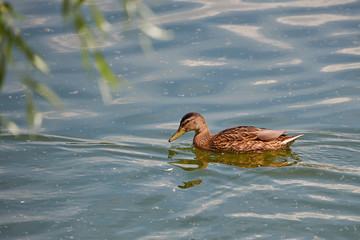 Duck floats on water on a summer day. Wildlife, waterfowl.