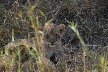 lion cub in the grass