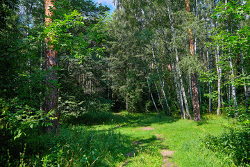 Obraz premium Beautiful glade in the forest lit by the sun. Forest glade on a sunny summer day.