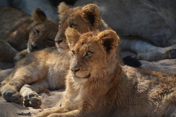 African lions in the sun