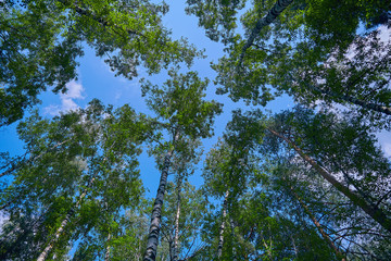 Beautiful bottom view on the crowns of trees against the blue sky. Beautiful summer landscape with sky and trees.