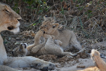 lion cubs playing