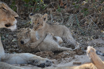 African lion cubs playing