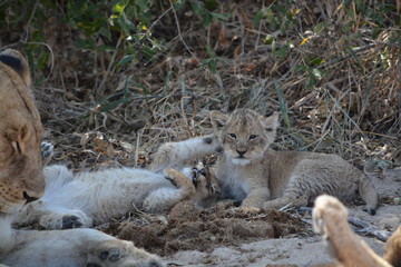 African lion cubs