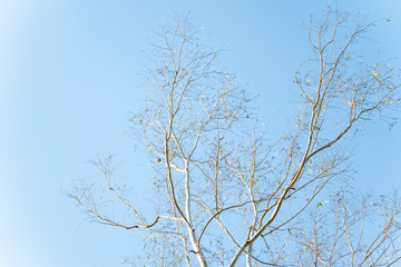 Eucalyptus without leaves and blue sky