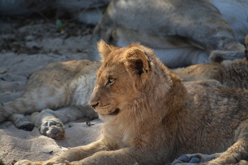 lion in the sunshine