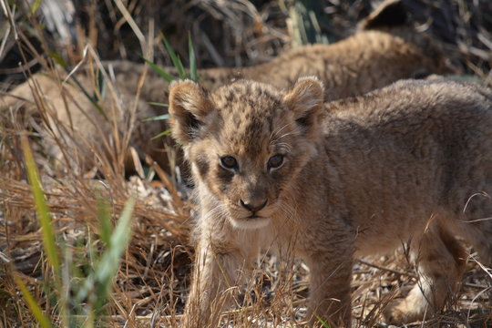 adorable lion cub in the wild
