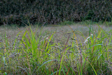 The path on the ridge of a rural corn farmer