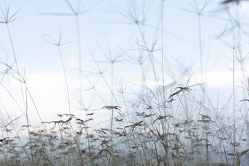 The flowers in the winter are approaching.