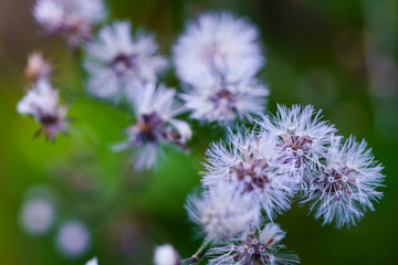 A close up view of a dandelion flower ready to spread the seeds.