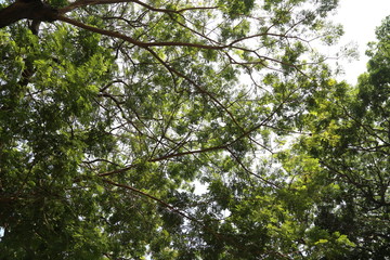 green trees for nature background template 