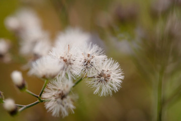 A close up view of a dandelion flower ready to spread the seeds.