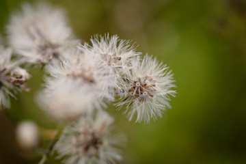 A close up view of a dandelion flower ready to spread the seeds.