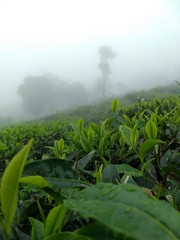 photo of green tea leafs