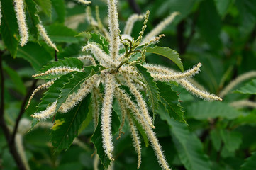 Yellow flowers of chestnut and green leaves.