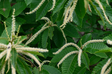 Yellow flowers of chestnut and green leaves.