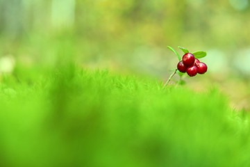 Lingonberry berry on green moss. Autumn forest. Berry harvesting