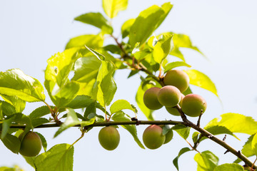 Young green ume plum fruit on a tree., Japan plum.