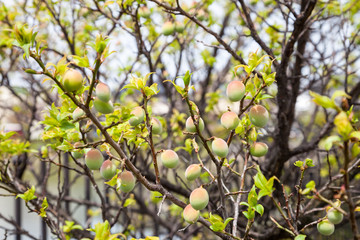 Young green ume plum fruit on a tree., Japan plum.