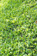 green field of flowers