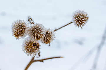 Obraz premium Dry thistle branch, covered with frost, on snow background_