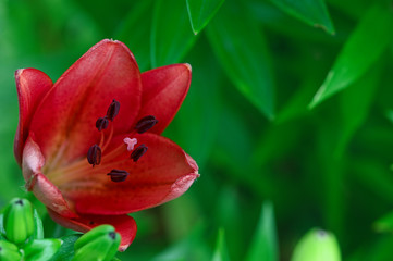 Fototapeta na wymiar Red lily flower in the garden and snail on flower.