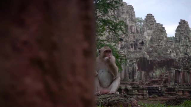 Iconic monkey eating outside an old temple with no tourist in Asia