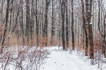 Fototapeta premium Winter landscape with trees in forest and road in the middle of forest_