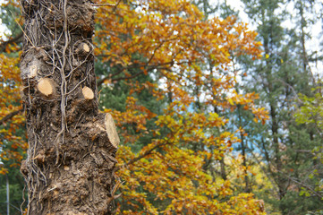 old tree overgrown with ivy on a background of autumn forest