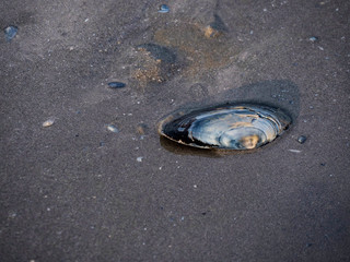 Moule et marée basse