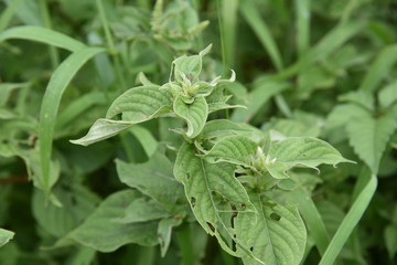 Achyranthes bidentata var. tomentosa is a medicinal plant that grows in a sunny wilderness.