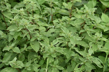 Fototapeta premium Achyranthes bidentata var. tomentosa is a medicinal plant that grows in a sunny wilderness.