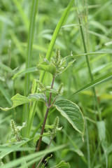 Achyranthes bidentata var. tomentosa is a medicinal plant that grows in a sunny wilderness.