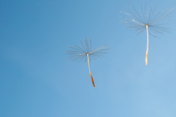 flying dandelion seeds on a blue