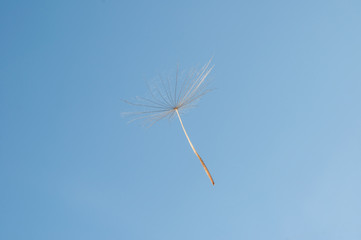 Fototapeta na wymiar flying dandelion seeds on a blue
