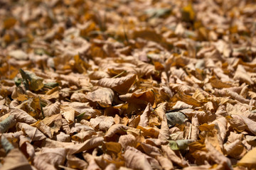 A lot of yellow leaves lie on the ground, autumn background. Dry leaves in sunny weather.