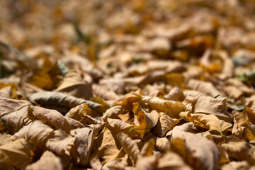 A lot of yellow leaves lie on the ground, autumn background. Dry leaves in sunny weather.