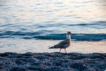 seagull on the beach