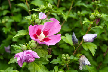 Naklejka premium rain drops on pink flower at hibiscus bush
