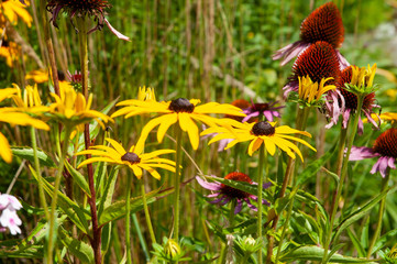flowerbed with black-eyed susans and purple coneflowers