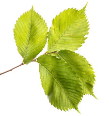 Fototapeta premium Elm tree branch with green leaves, isolate. Green foliage on branches, on an isolated white background